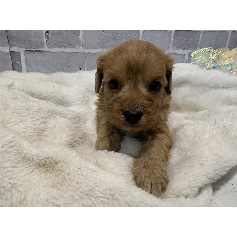 販売中の東京都のキャバプー:キャバリア×トイプードル-434090の16枚目