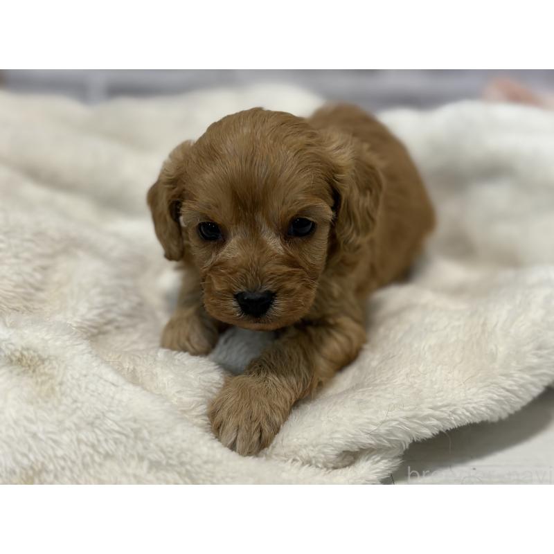 販売中の東京都のキャバプー:キャバリア×トイプードル-434090の15枚目