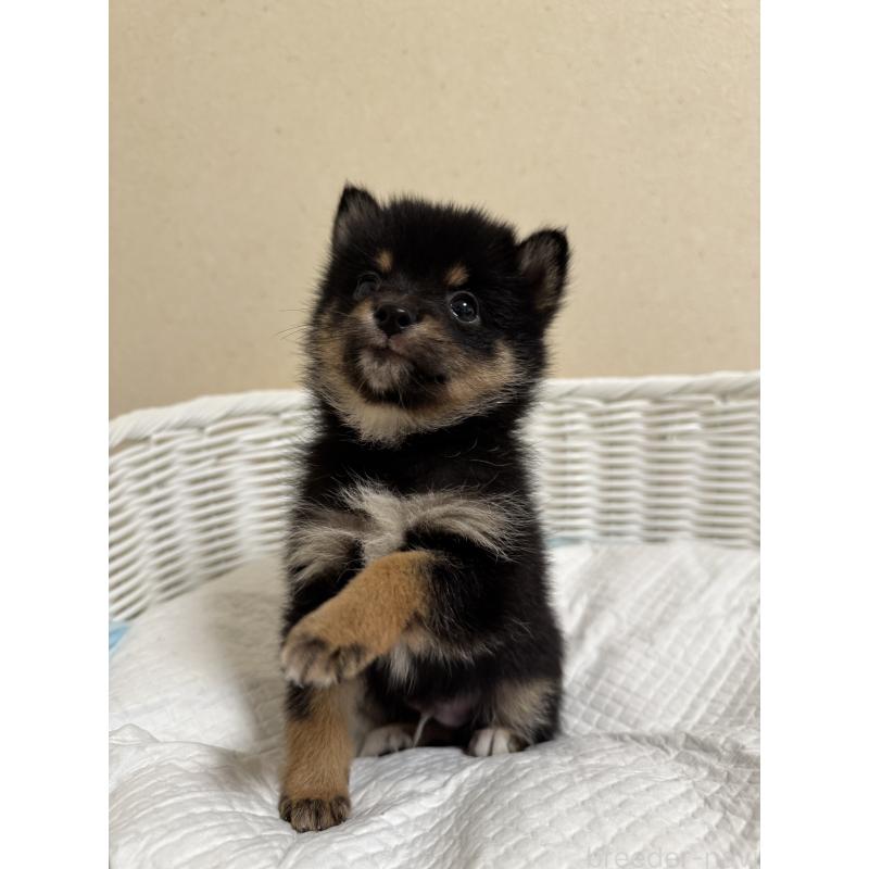 販売中の兵庫県の豆柴-435019の1枚目