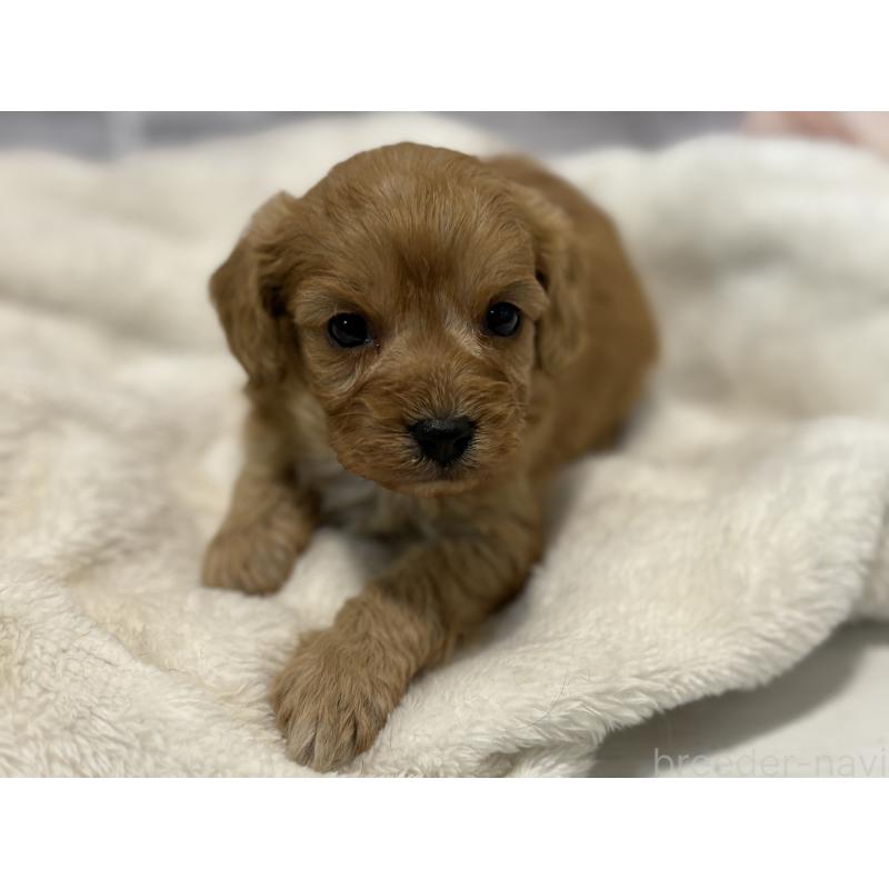 販売中の東京都のキャバプー:キャバリア×トイプードル-434090の14枚目