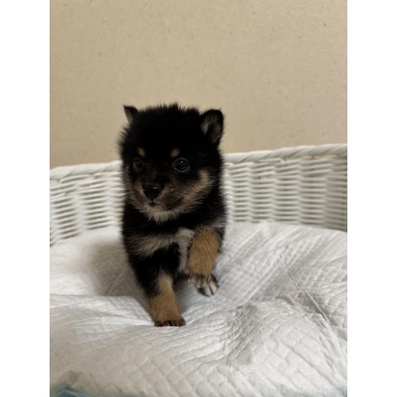 販売中の兵庫県の豆柴-435019の9枚目