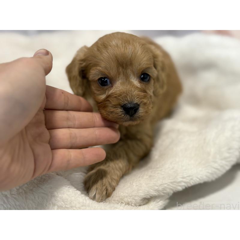 販売中の東京都のキャバプー:キャバリア×トイプードル-434090の13枚目