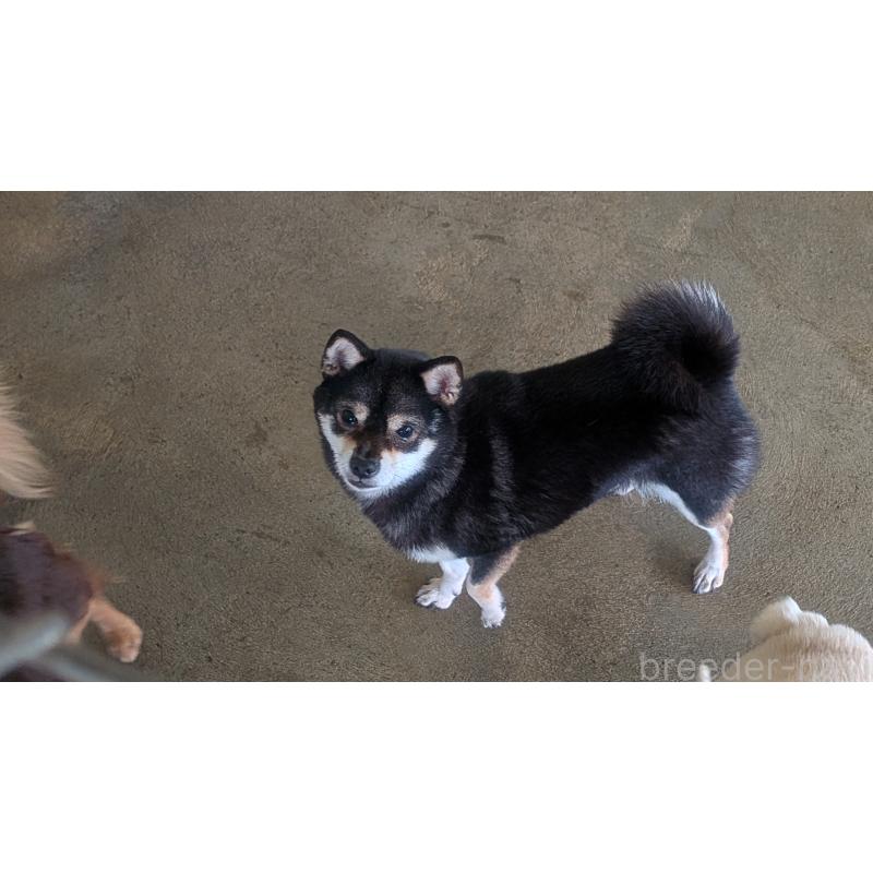 販売中の熊本県の柴犬-435018の7枚目