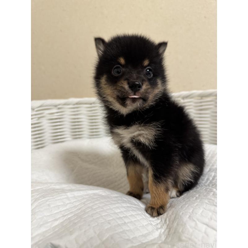 販売中の兵庫県の豆柴-435019の8枚目