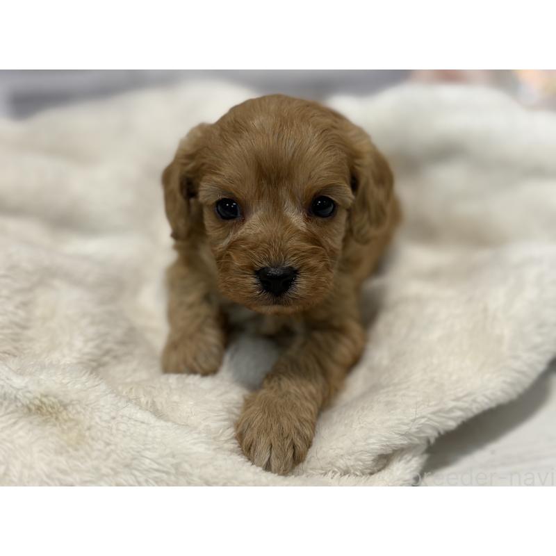 販売中の東京都のキャバプー:キャバリア×トイプードル-434090の12枚目