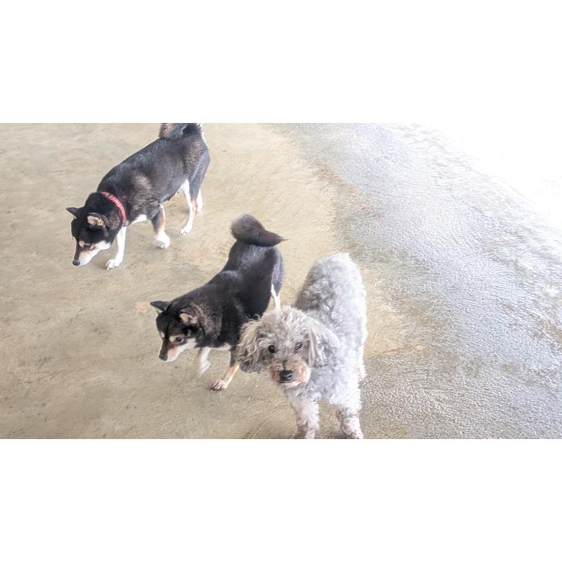 販売中の熊本県の柴犬-435018の6枚目