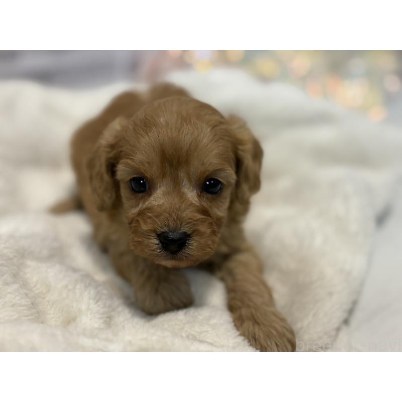 販売中の東京都のキャバプー:キャバリア×トイプードル-434090の11枚目