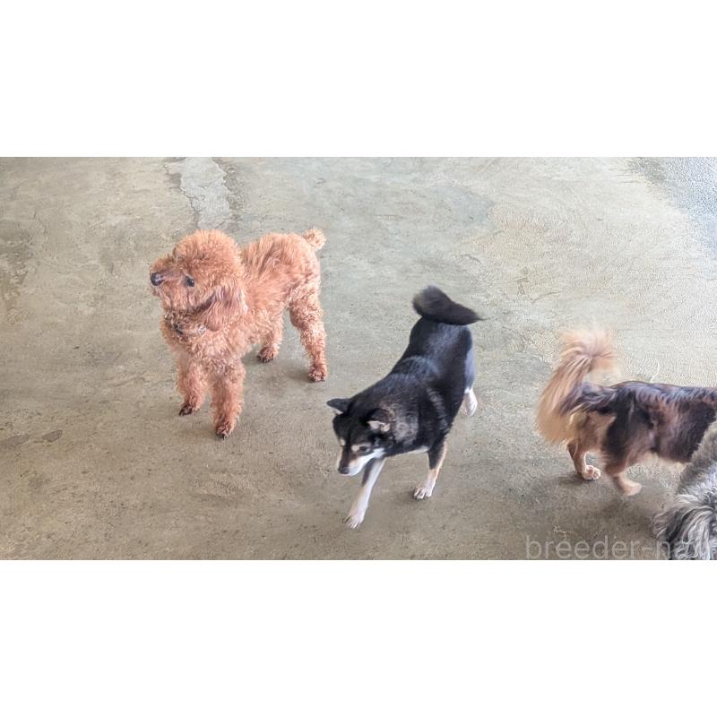 販売中の熊本県の柴犬-435018の5枚目