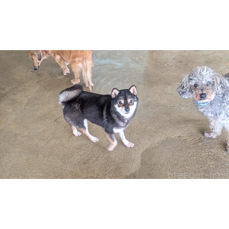 販売中の熊本県の柴犬-435018の4枚目