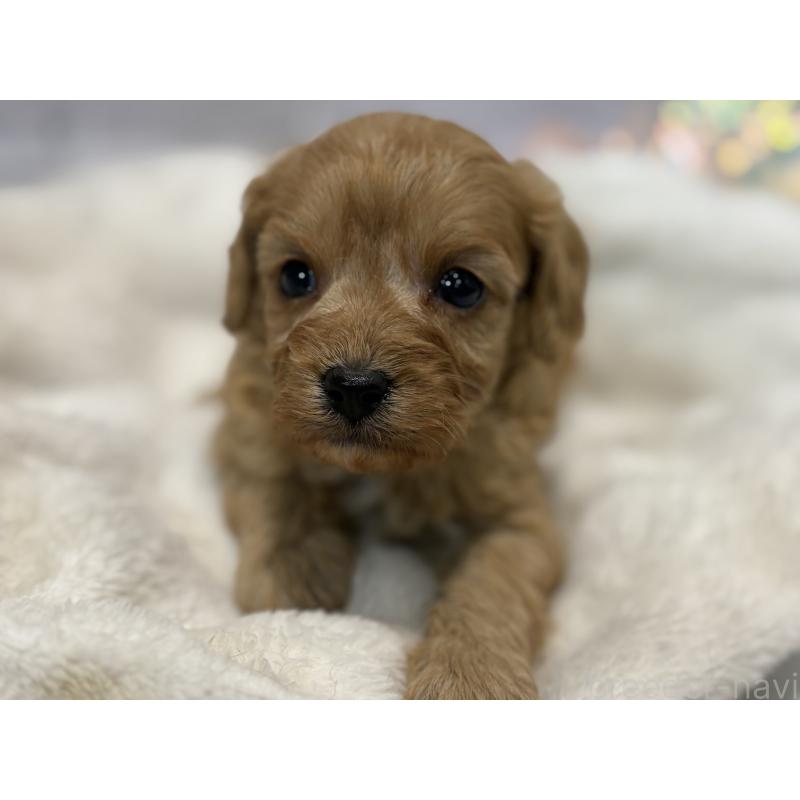 販売中の東京都のキャバプー:キャバリア×トイプードル-434090の10枚目