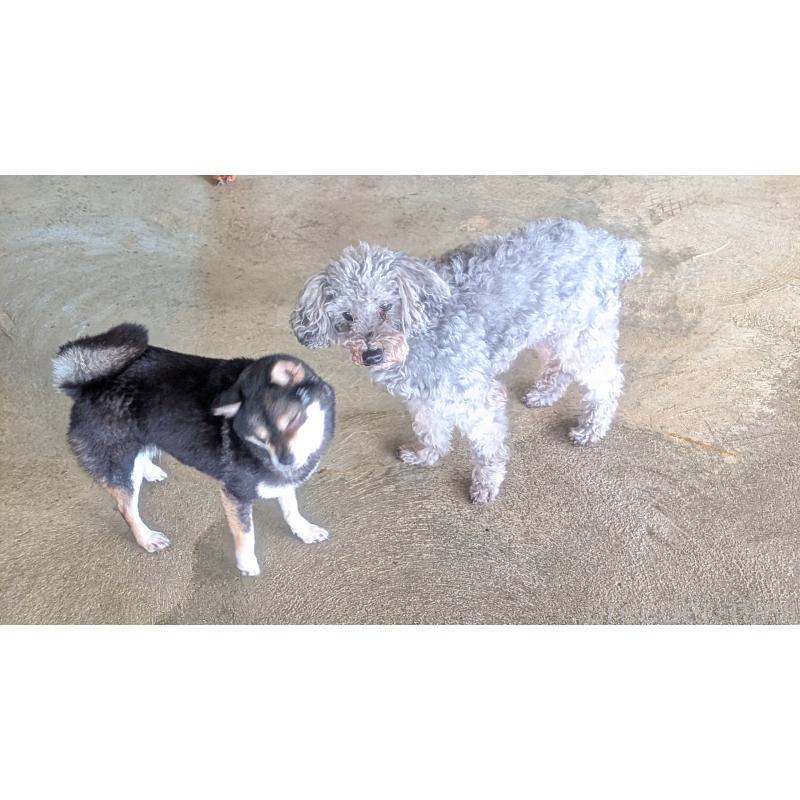 販売中の熊本県の柴犬-435018の3枚目