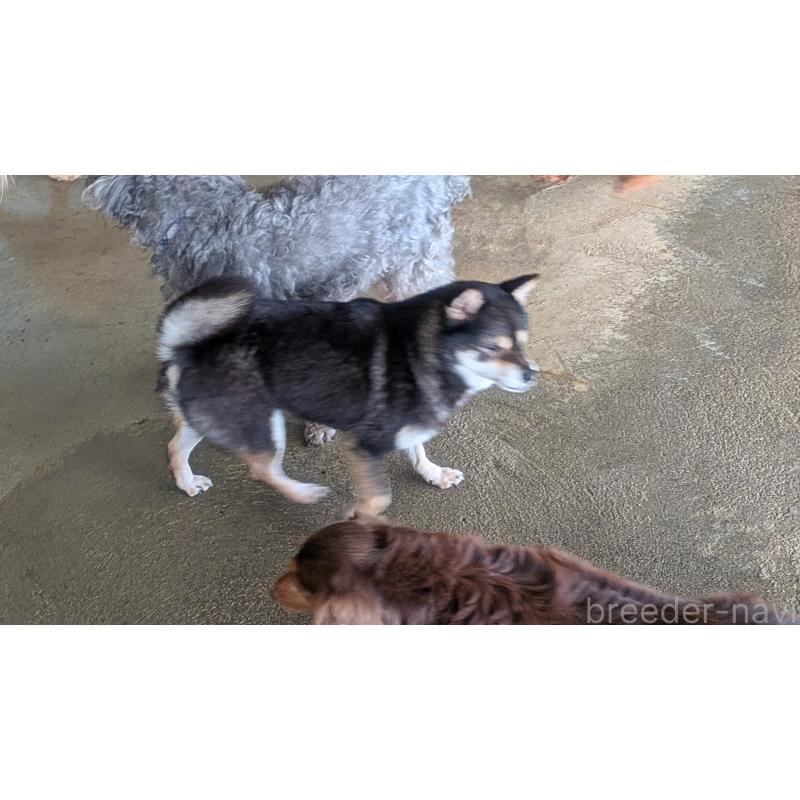 販売中の熊本県の柴犬-435018の2枚目