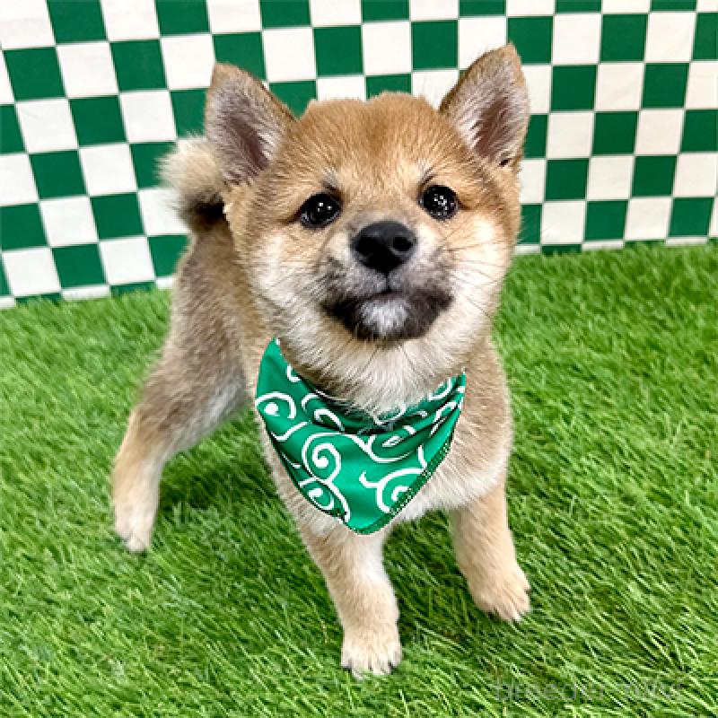 販売中の神奈川県の豆柴-435020