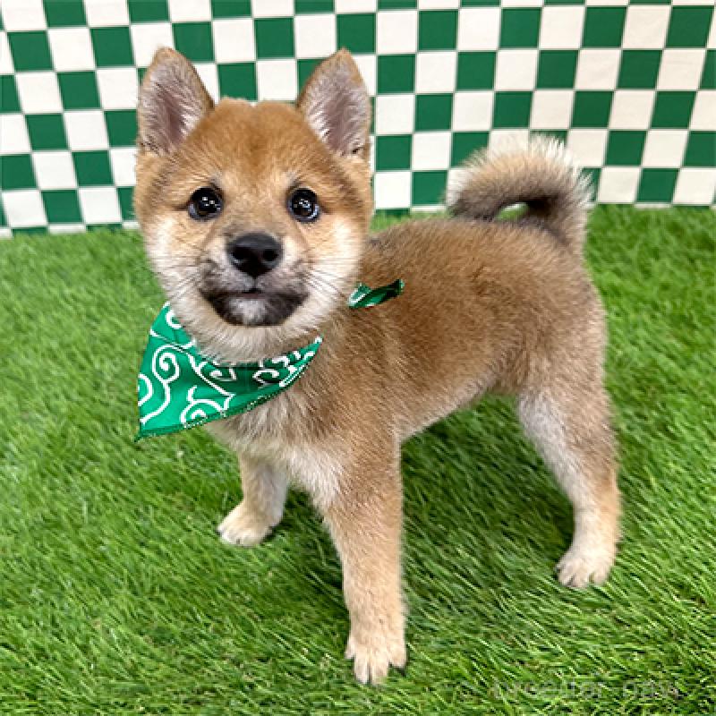 商談中の神奈川県の豆柴-435020の4枚目