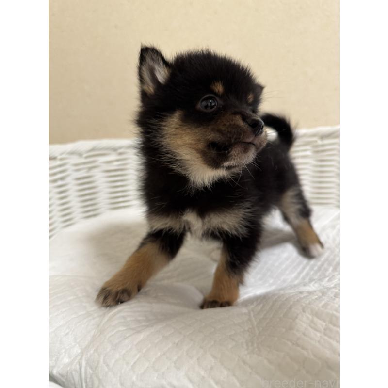 販売中の兵庫県の豆柴-435019の6枚目