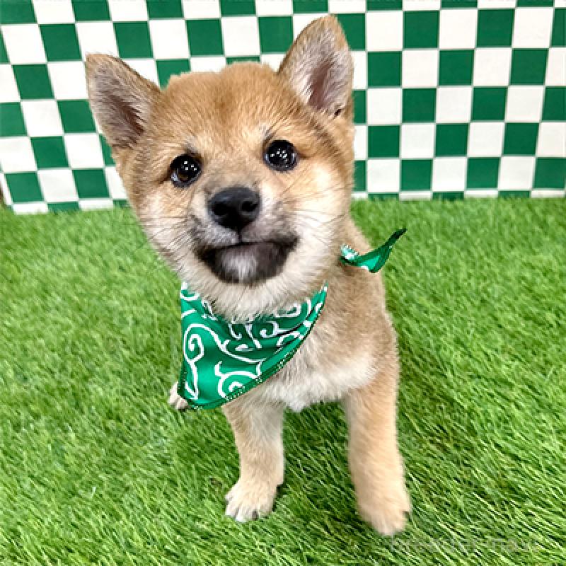 商談中の神奈川県の豆柴-435020の3枚目