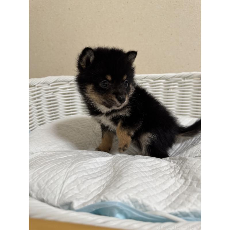 販売中の兵庫県の豆柴-435019の5枚目