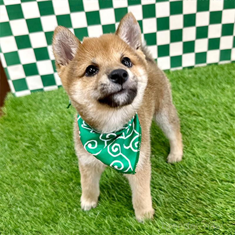 商談中の神奈川県の豆柴-435020の2枚目