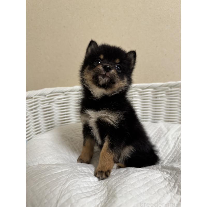 販売中の兵庫県の豆柴-435019の4枚目