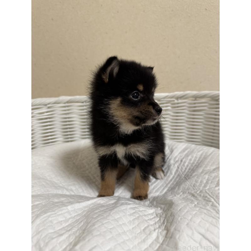 販売中の兵庫県の豆柴-435019の2枚目