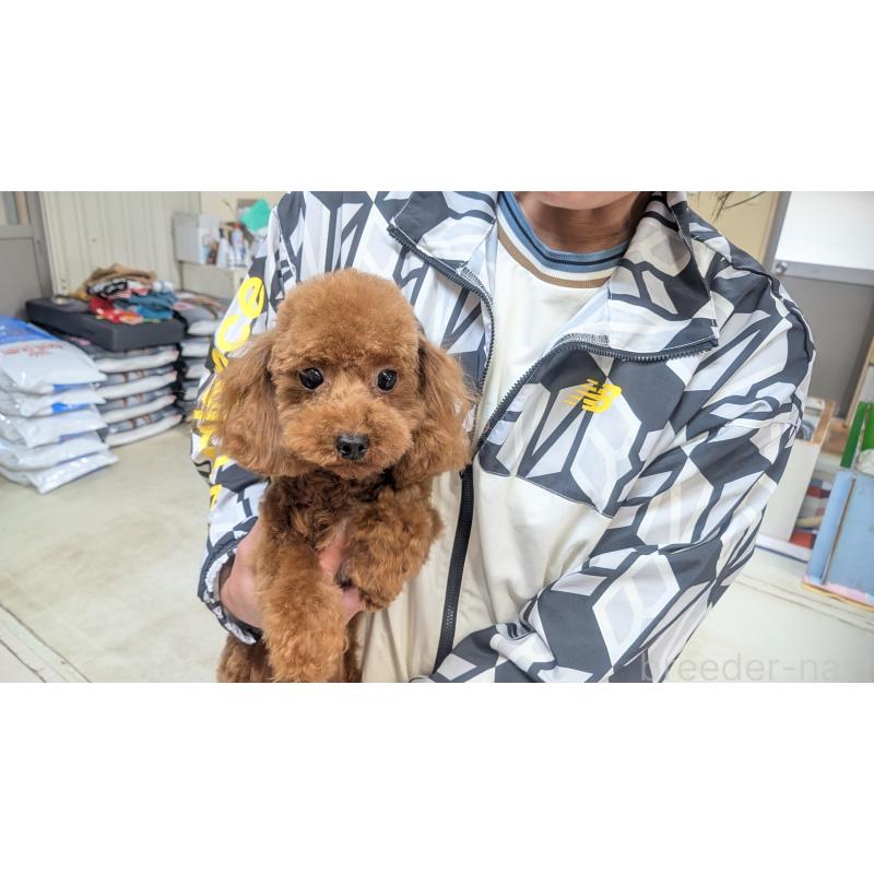 販売中の熊本県のトイプードル-435022の2枚目