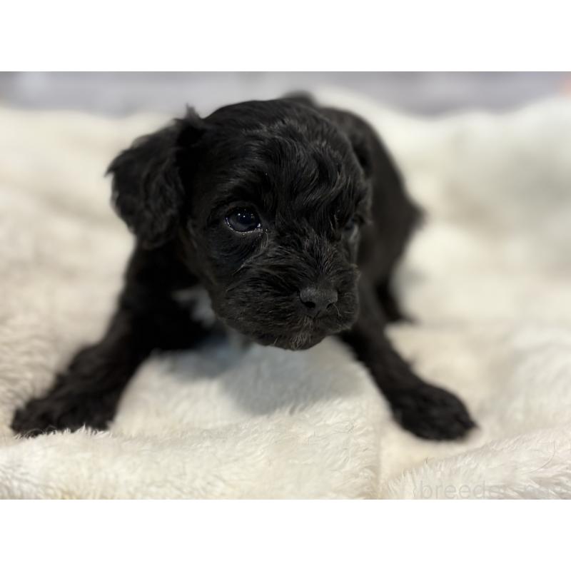 販売中の東京都のキャバプー:キャバリア×トイプードル-434089の22枚目