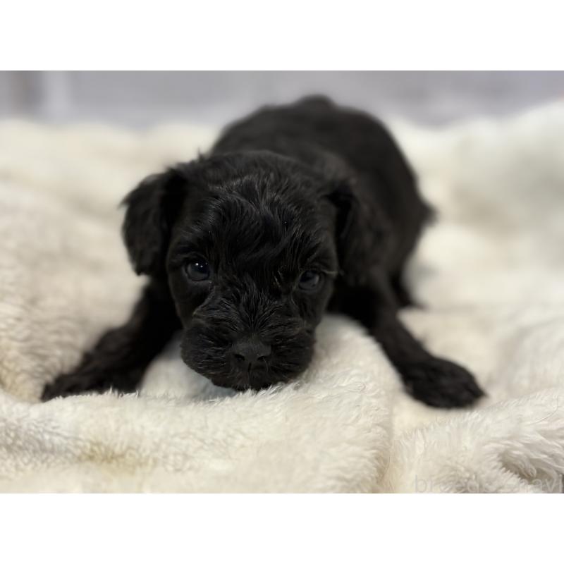 販売中の東京都のキャバプー:キャバリア×トイプードル-434089の20枚目