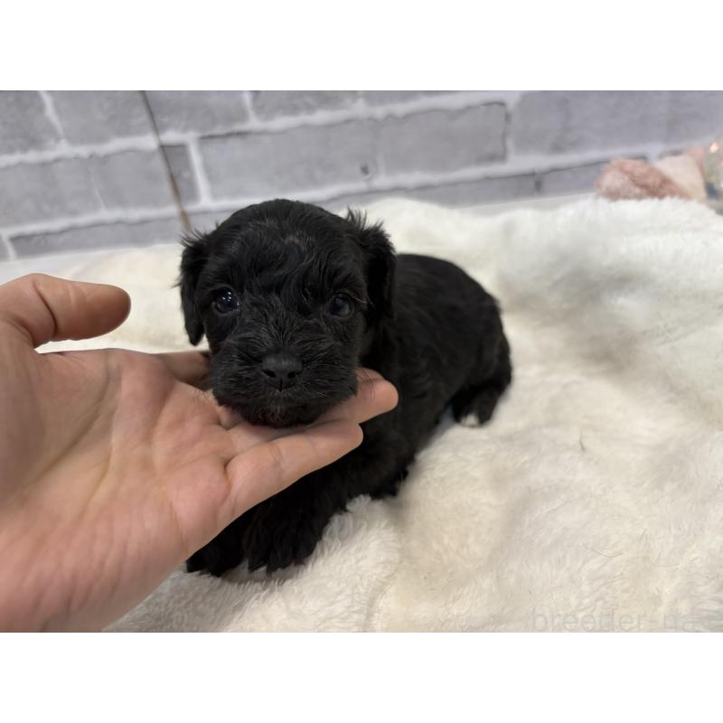 販売中の東京都のキャバプー:キャバリア×トイプードル-434089の19枚目