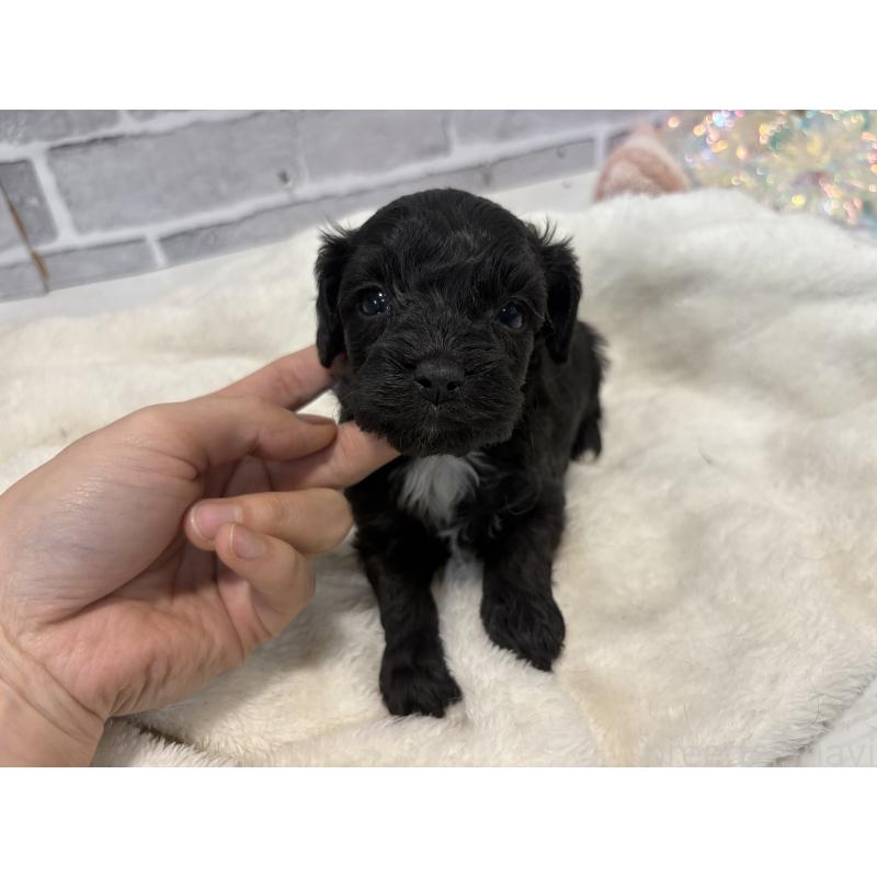 販売中の東京都のキャバプー:キャバリア×トイプードル-434089の18枚目