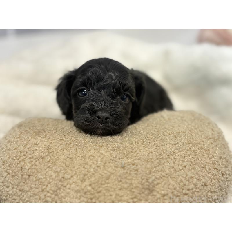 販売中の東京都のキャバプー:キャバリア×トイプードル-434089の17枚目