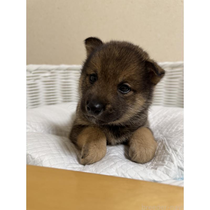 販売中の兵庫県の豆柴-435021の10枚目