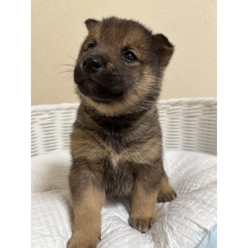 販売中の兵庫県の豆柴-435021の9枚目