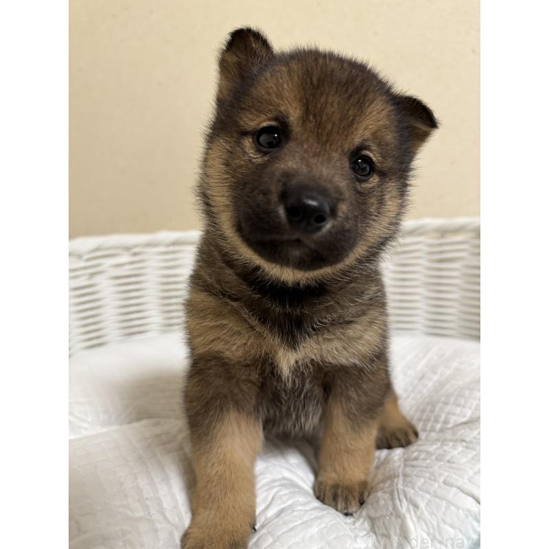 販売中の兵庫県の豆柴-435021の8枚目