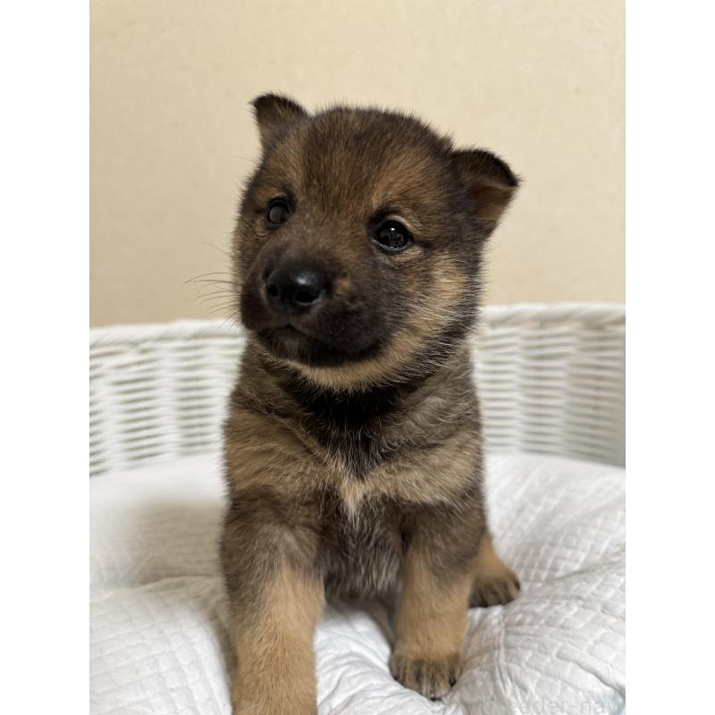 販売中の兵庫県の豆柴-435021の7枚目