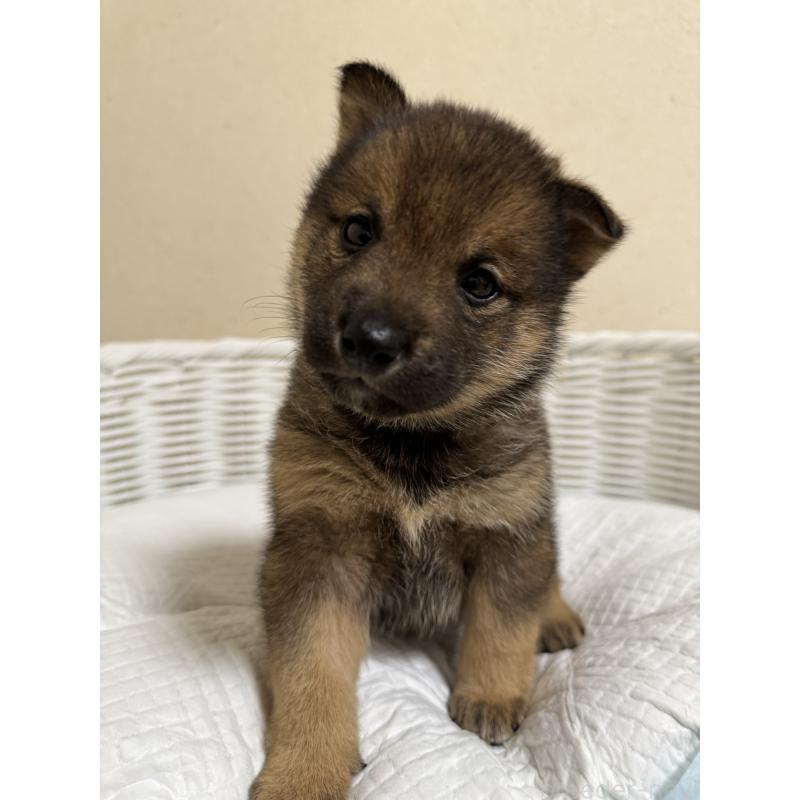 販売中の兵庫県の豆柴-435021の6枚目