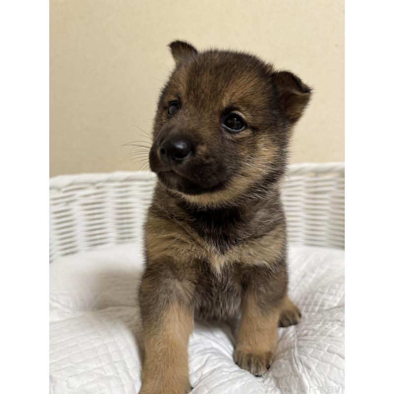 販売中の兵庫県の豆柴-435021の5枚目