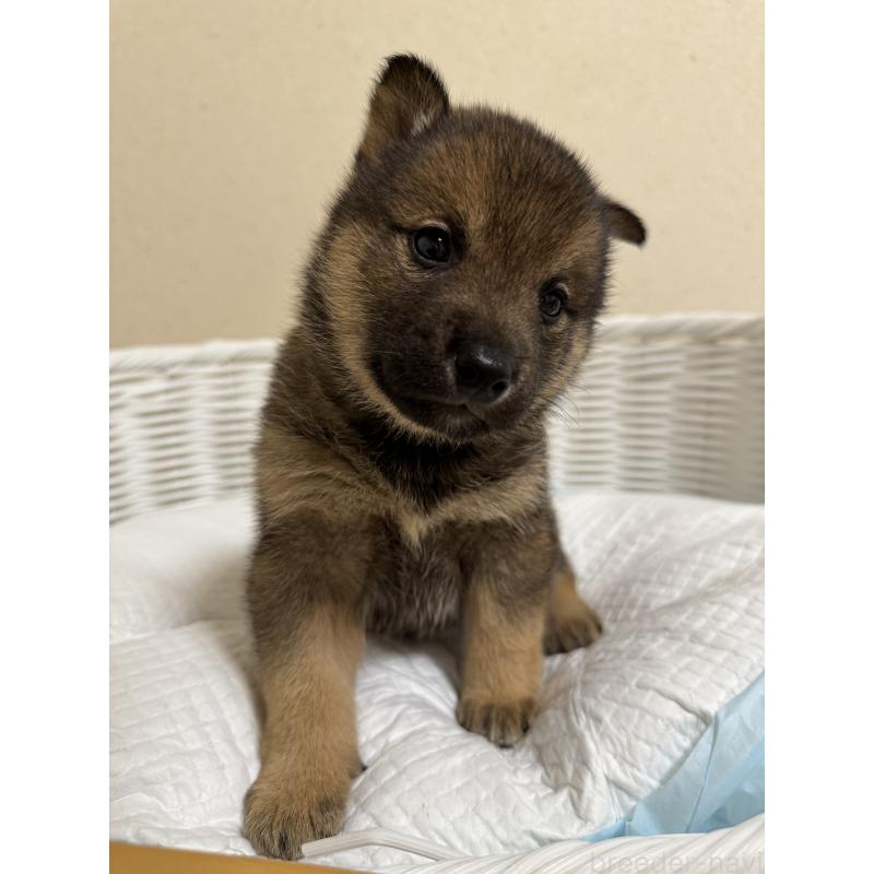 販売中の兵庫県の豆柴-435021の4枚目