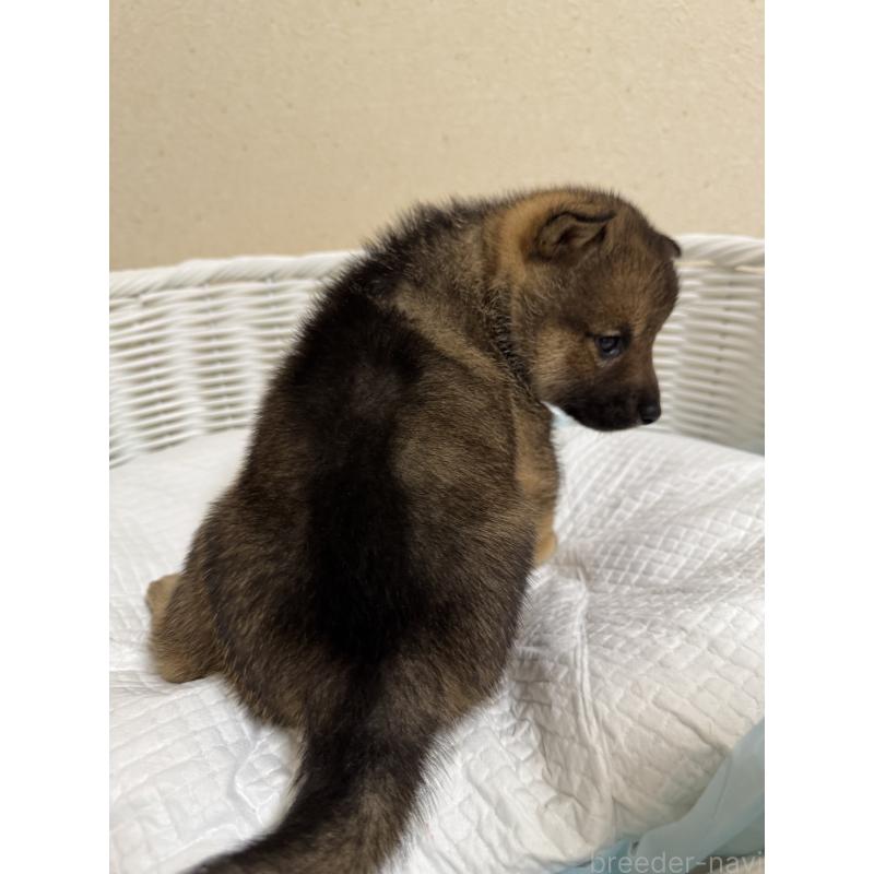 販売中の兵庫県の豆柴-435021の3枚目