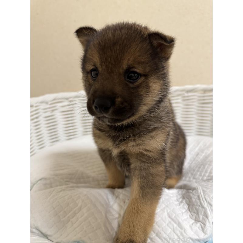 販売中の兵庫県の豆柴-435021の2枚目