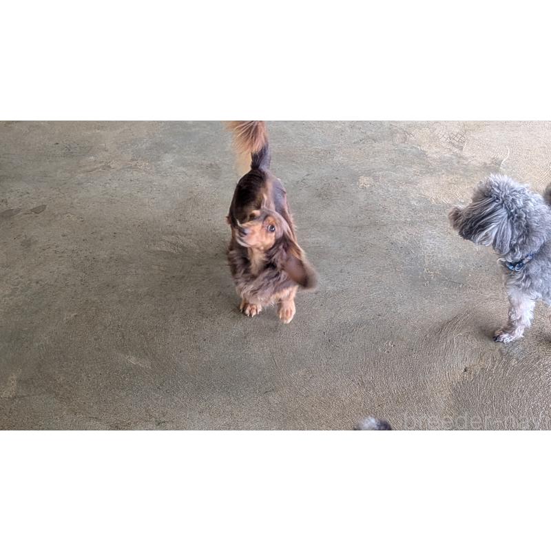 販売中の熊本県のミニチュアダックスフンド(ロングヘアード)-435025の5枚目