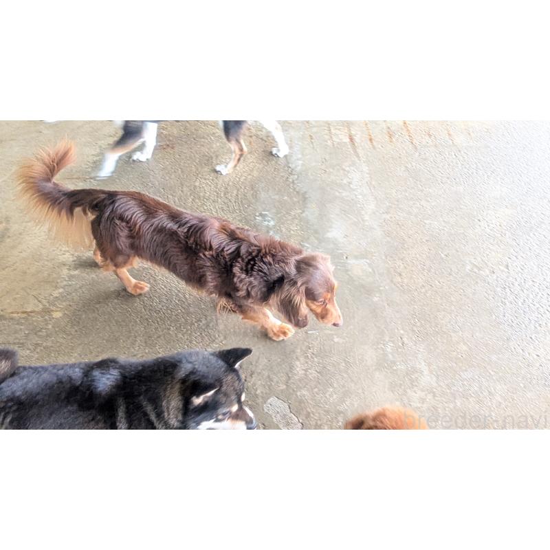 販売中の熊本県のミニチュアダックスフンド(ロングヘアード)-435025の4枚目