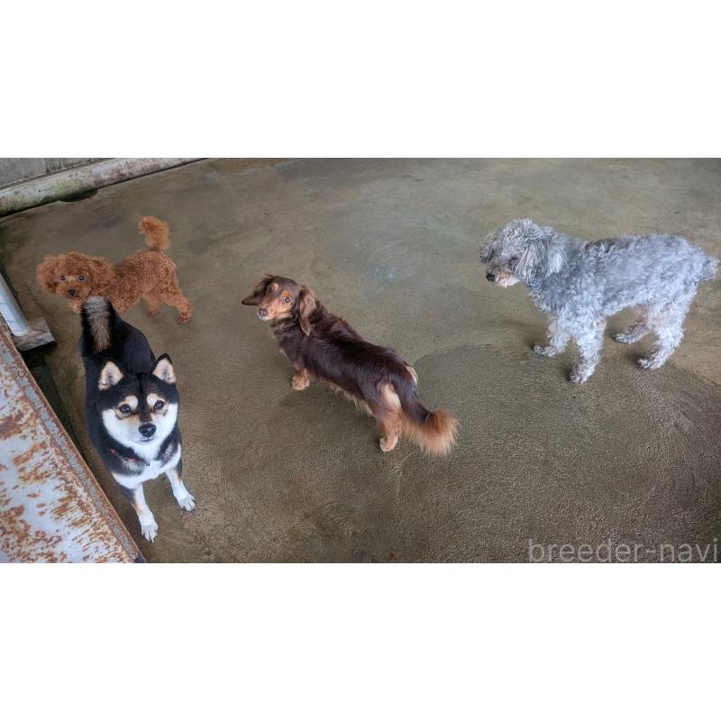 販売中の熊本県のミニチュアダックスフンド(ロングヘアード)-435025の3枚目