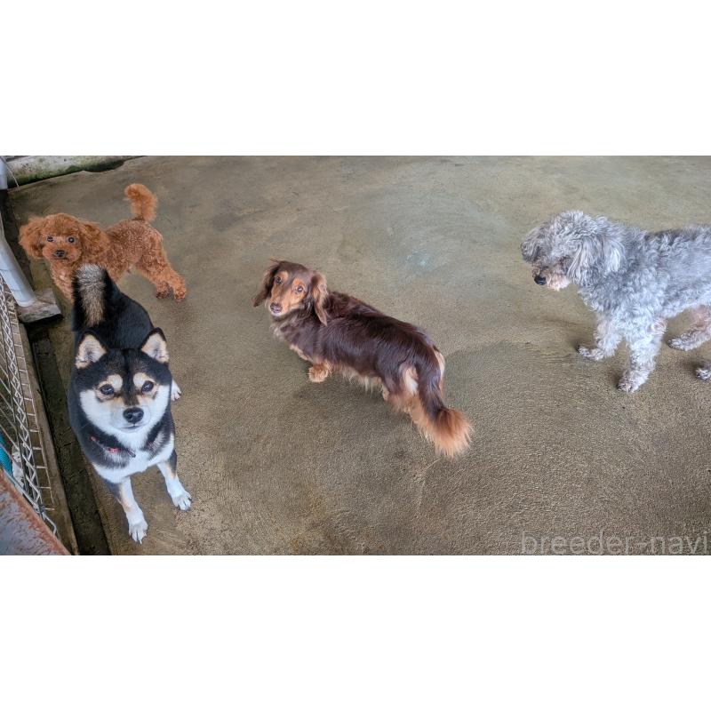 販売中の熊本県のミニチュアダックスフンド(ロングヘアード)-435025の2枚目