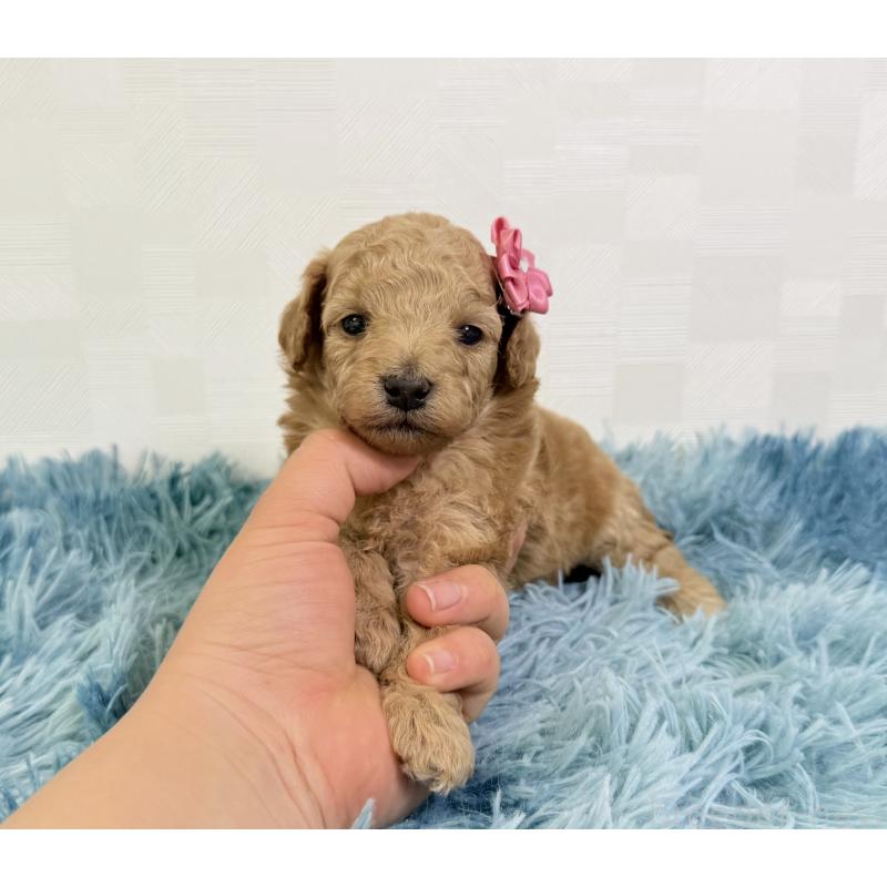 販売中の埼玉県のトイプードル-435024の5枚目