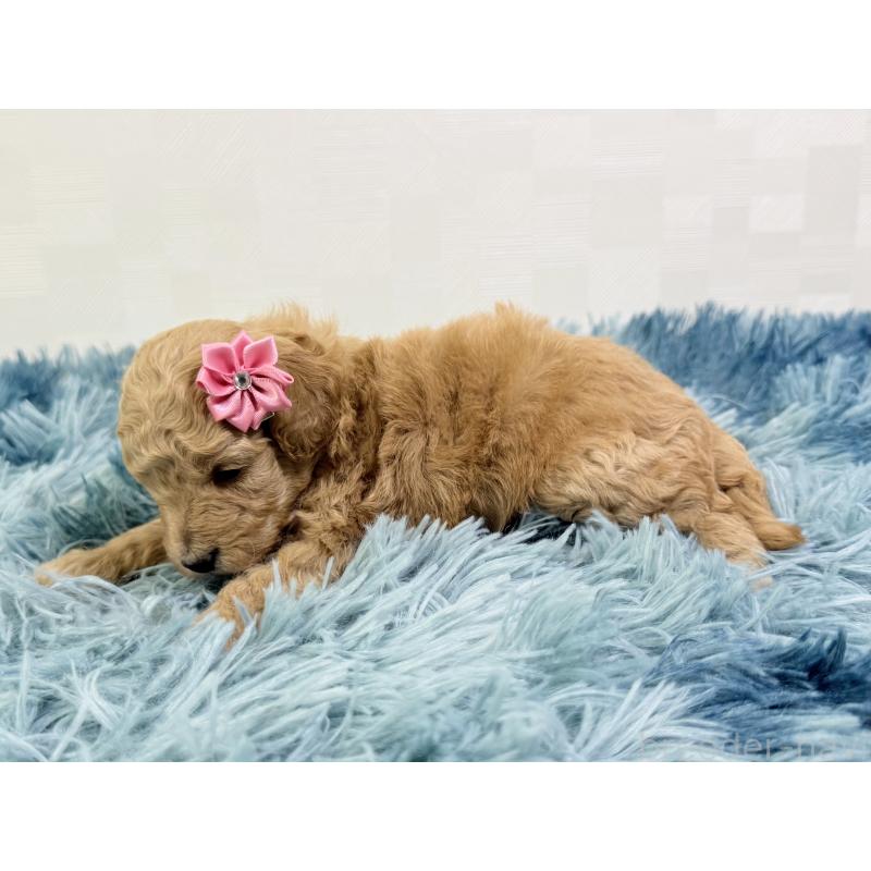 販売中の埼玉県のトイプードル-435024の4枚目