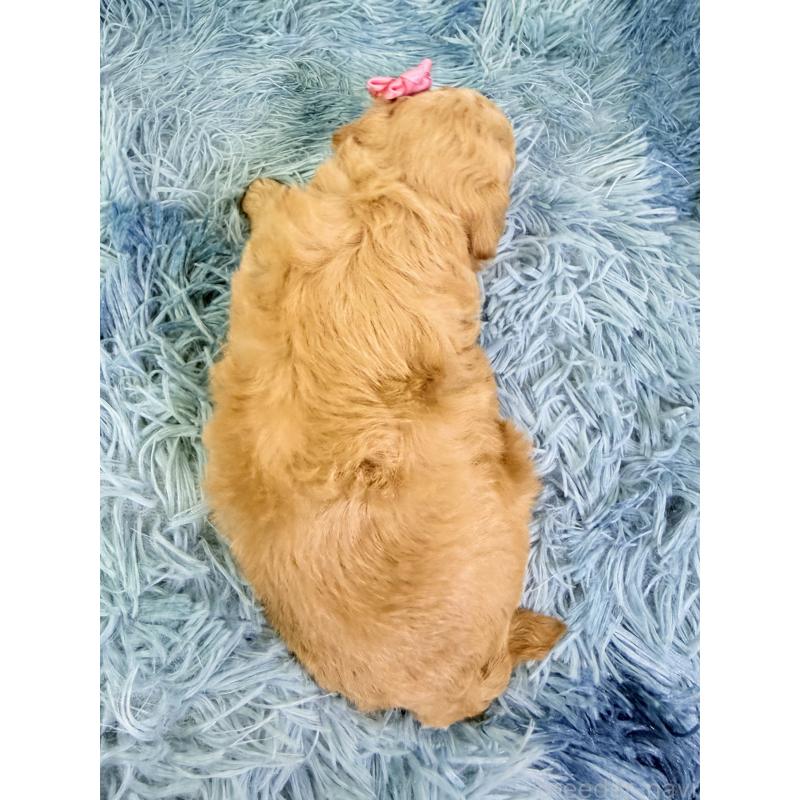 販売中の埼玉県のトイプードル-435024の3枚目