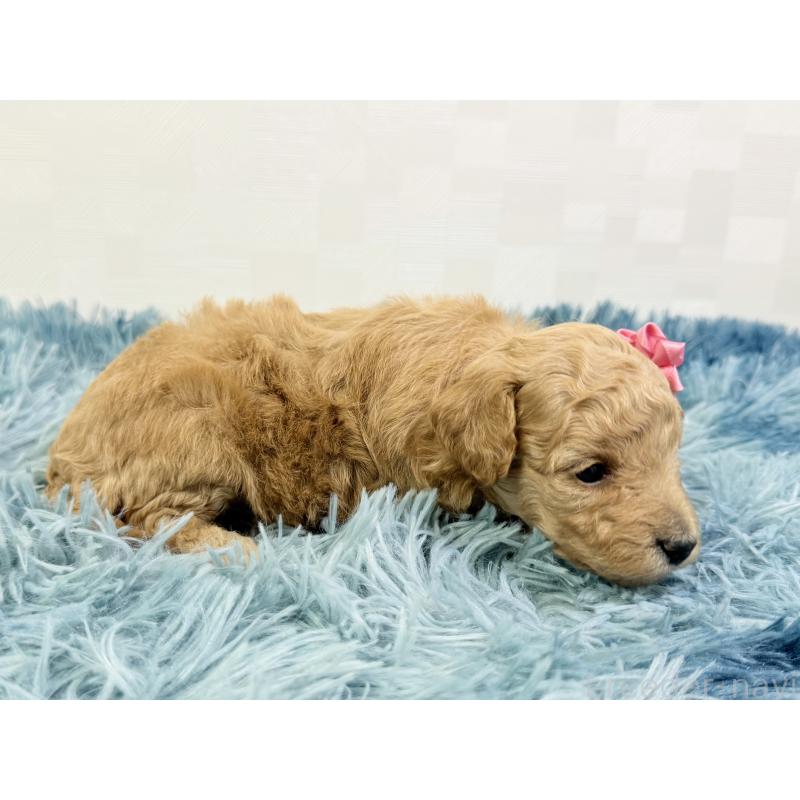 販売中の埼玉県のトイプードル-435024の2枚目