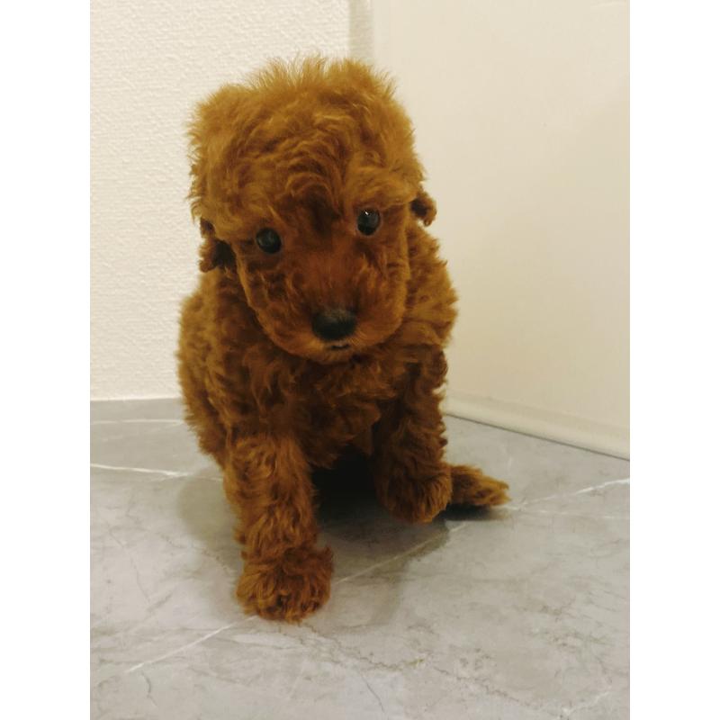 販売中の宮崎県のマルプー:マルチーズ×トイプードル-435023の2枚目