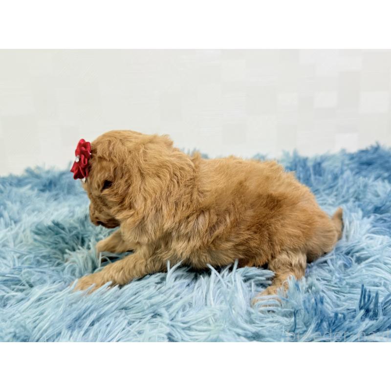 販売中の埼玉県のトイプードル-435026の5枚目