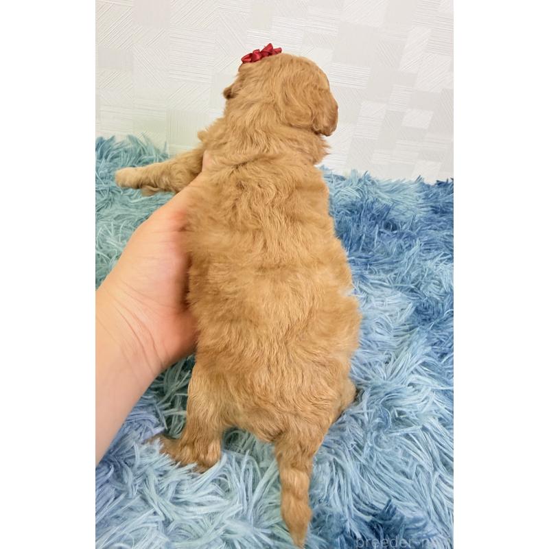 販売中の埼玉県のトイプードル-435026の3枚目